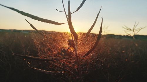 Close-up of plant on field against sky during sunset