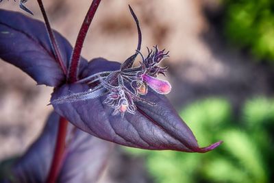 Close-up of butterfly on flower