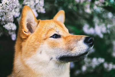 Close-up of a dog looking away
