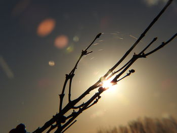 Low angle view of silhouette plant against sky during sunset