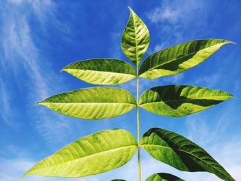 Close-up of green leaves against blue sky