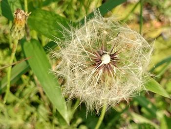 Close-up of dandelion