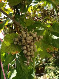 Low angle view of leaves on tree