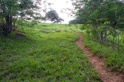 Trees growing on field