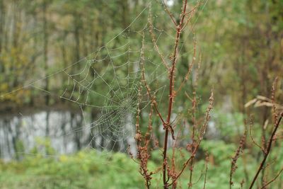 Close-up of spider web on plant