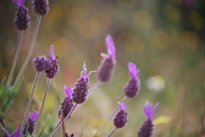 Close-up of purple flowers blooming outdoors