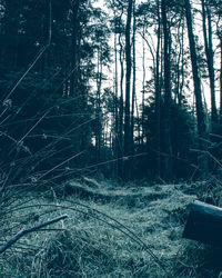 Trees in forest