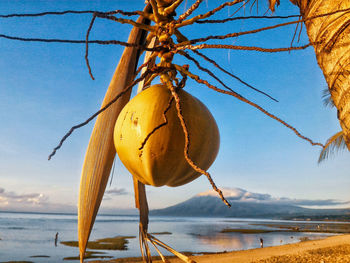 Close-up of fruit on tree at beach against sky
