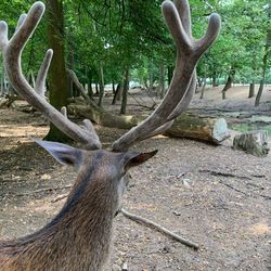 Close-up of deer on tree trunk