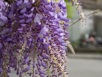 Purple wisteria flowers in clusters, spring nature theme.