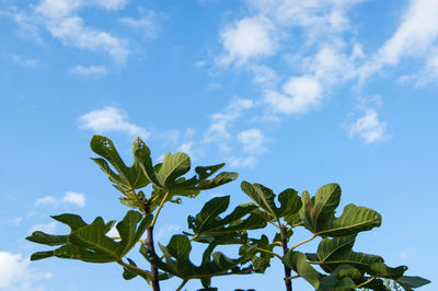 Low angle view of plant against sky