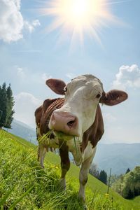 Cow in a field