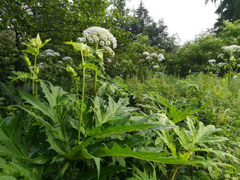 Plants growing on field