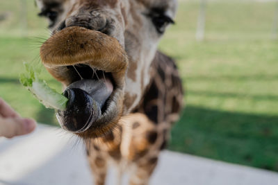 Close-up of giraffe sticking out tongue