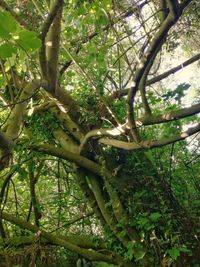 Low angle view of tree in forest
