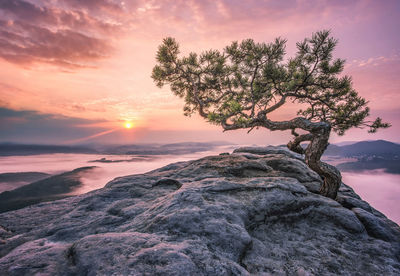 Tree on cliff at sunset