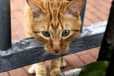 Close-up portrait of cat on floor
