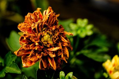 Close-up of wilted flower on plant