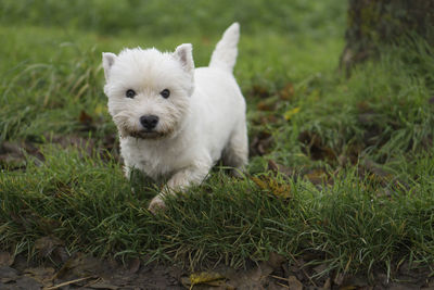 Close-up portrait of white dog on grass