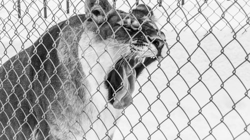 Close-up of horse on fence at zoo