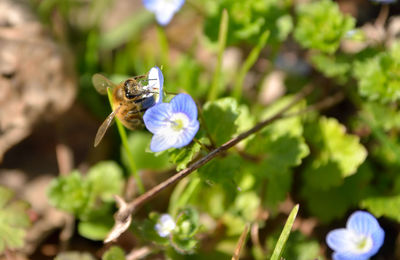 Close-up of bee on flower