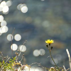 Close-up of yellow flowers against blurred background