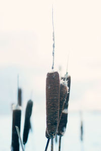 Close-up of snow on water against sky