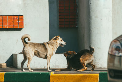 Full length of a dog against wall