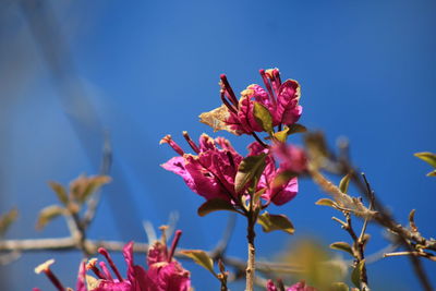 Close-up of pink cherry blossoms in spring