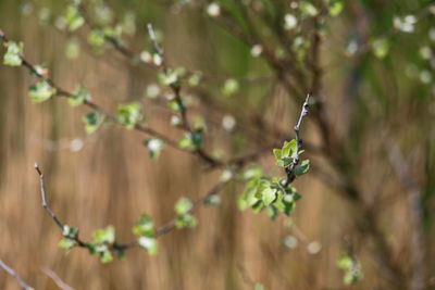 Close-up of plant