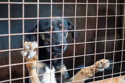 Dog in animal shelter waiting for adoption. portrait of red homeless dog in animal shelter cage.