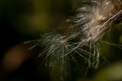 Close-up of dry dandelion plant