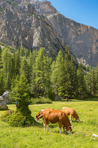Cows grazing on a meadow in a mountain canyon in the alps