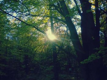 Sun shining through trees