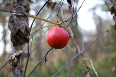 Close-up of red berries growing on tree