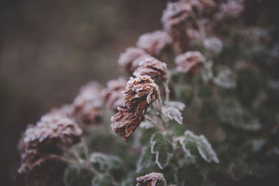 Close-up of wilted plant during winter