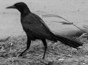 Close-up of bird perching on ground