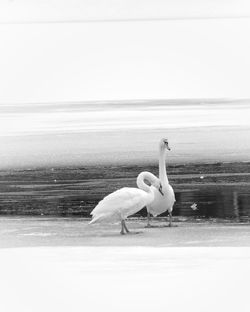 Birds on a lake