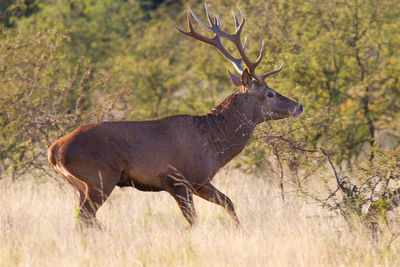 Side view of deer walking on field