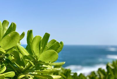 Close-up of plant against sea against clear sky