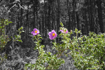 Flowers growing in forest