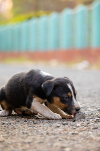 Close-up of dog