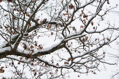 Low angle view of tree against sky