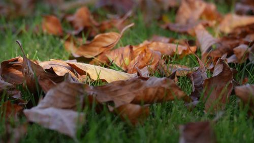 leaf