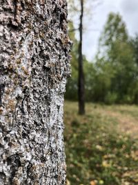 Close-up of lichen on tree trunk