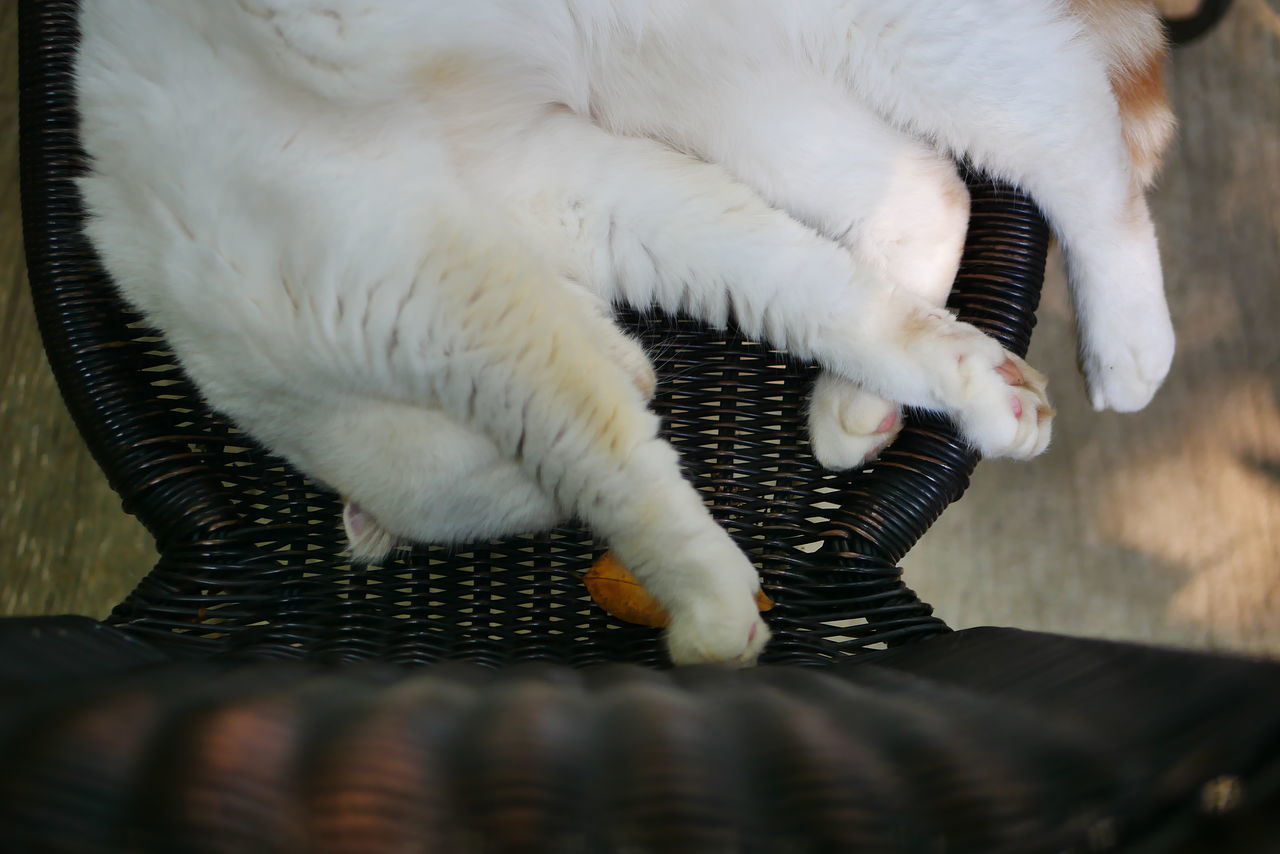 HIGH ANGLE VIEW OF CAT SLEEPING ON BLANKET