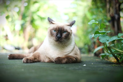 Portrait of cat relaxing outdoors