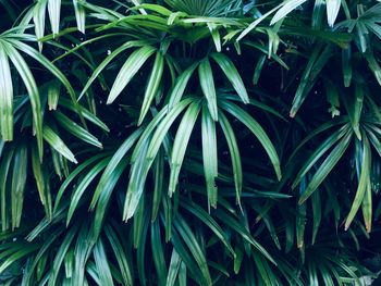 High angle view of green plants
