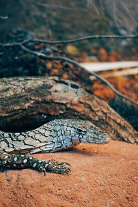 Close-up of lizard on rock