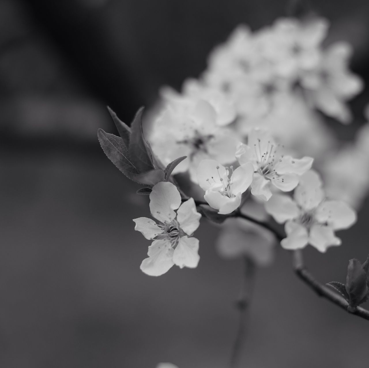 flower, freshness, fragility, petal, growth, flower head, beauty in nature, close-up, focus on foreground, nature, white color, blooming, in bloom, blossom, stamen, plant, pollen, springtime, selective focus, branch